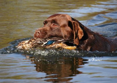 CH Skyfire's Oughta Be A Law CD JH WC CGC deceased chocolate English Labrador