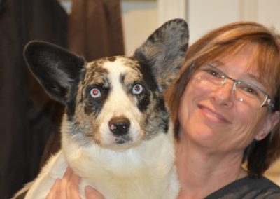 Winjammin's Footloose at Skyfire, retired blue merle Cardigan Welsh Corgi