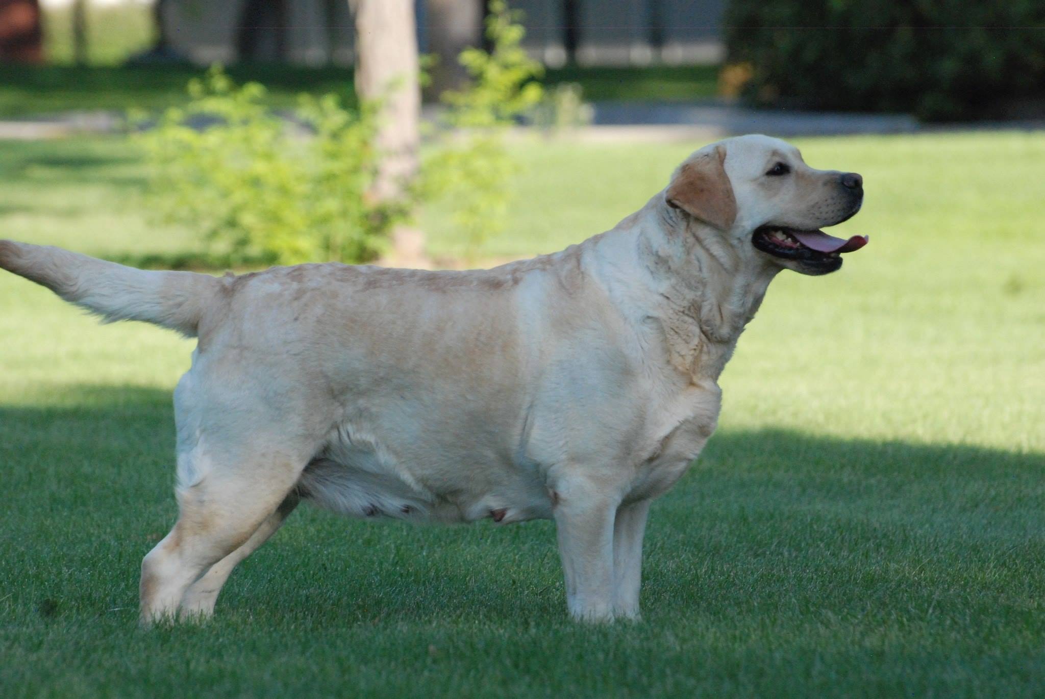 Skyfire's Gentlemen Prefer Blondes retired yellow English Labrador