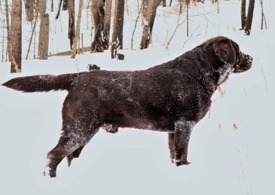 CH Danrich Skyfire Abroad retired chocolate English Labrador