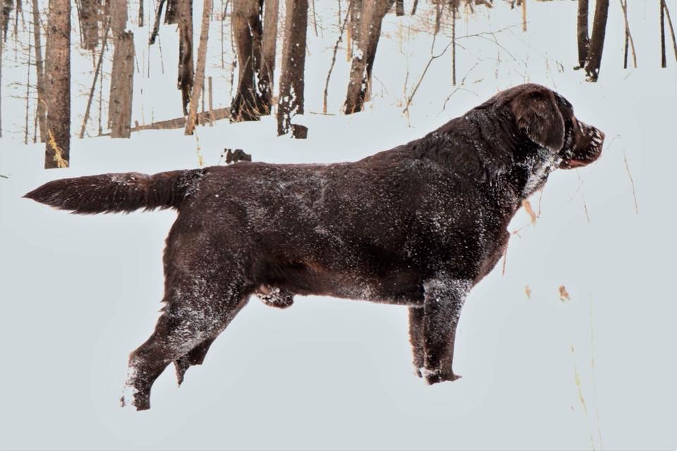 CH Danrich Skyfire Abroad retired chocolate English Labrador