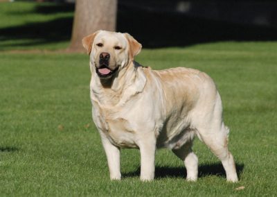 Skyfire Gentlemen Prefer Blondes retired yellow English Labrador