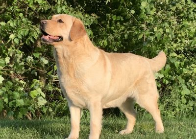 Skyfire Marry a Millionaire retired yellow English Labrador