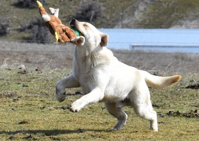 Skyfire's Arctic Adventure retired yellow English Labrador