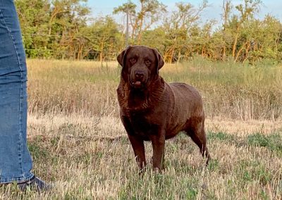 Skyfire Danrich Reckless Nomad retired chocolate English Labrador girl