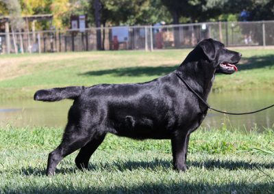 Skyfire Do The Impossible retired black English Labrador