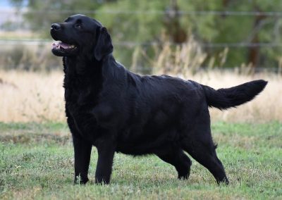Skyfire Danrich Twice Is Nice retired black English Labrador