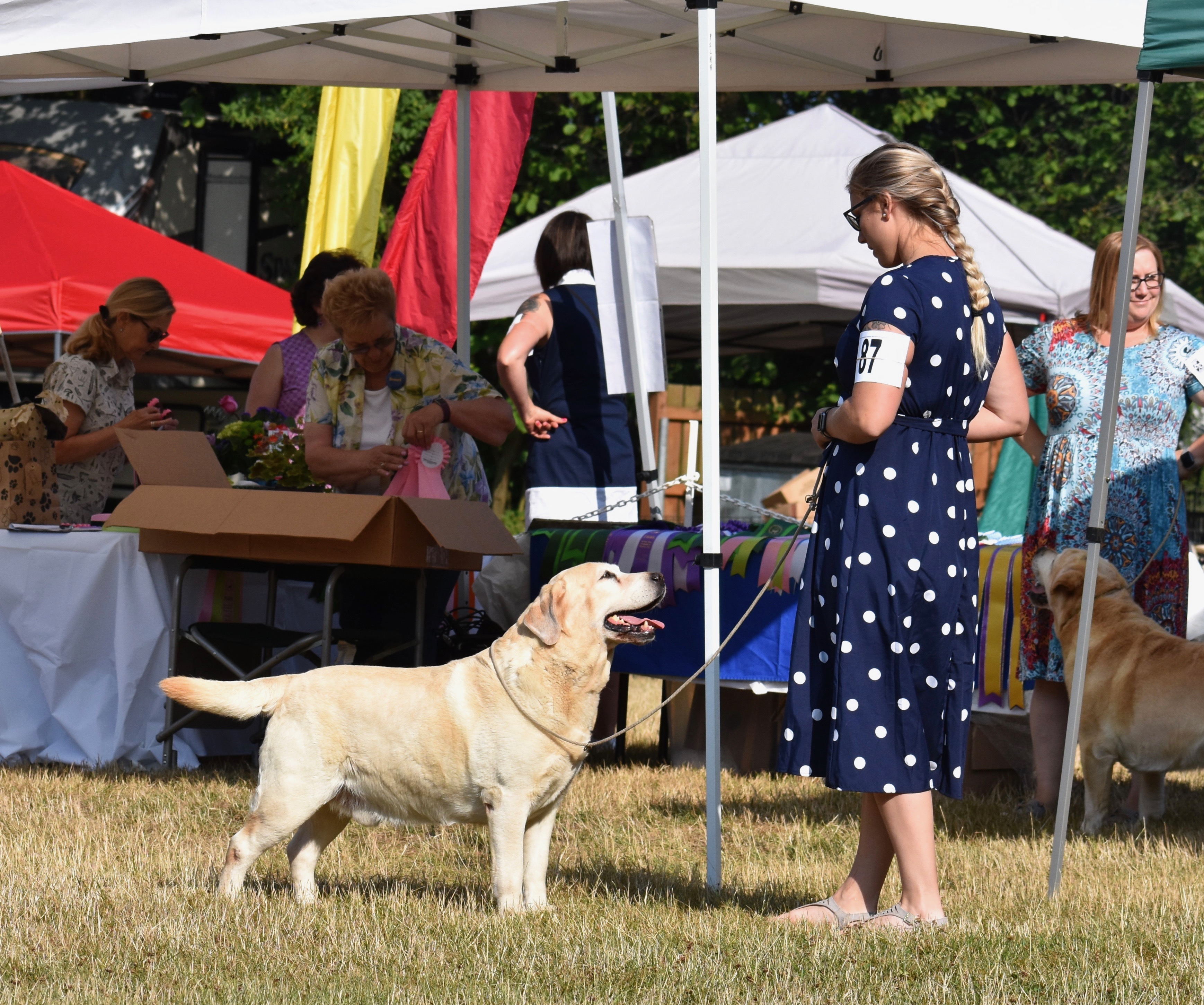 CH Somersun Skyfire Six Shooter for Livewire RN yellow English Labrador