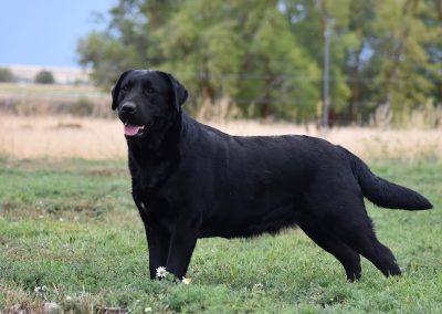 Skyfire Lock and Load retired black English Labrador