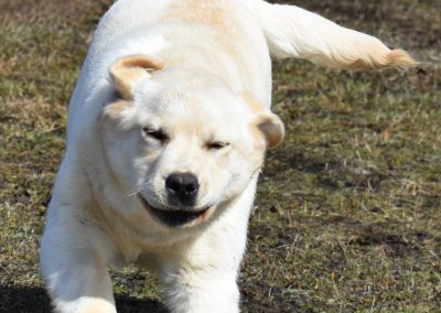 Skyfire's Hot Topic retired yellow English Labrador