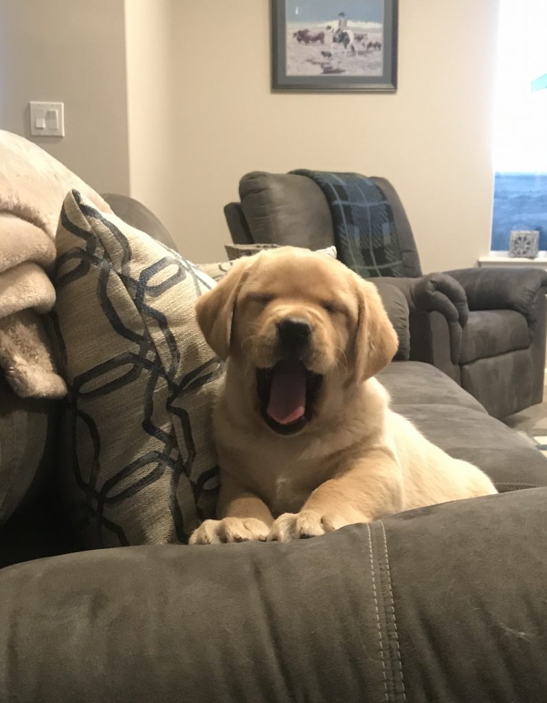 Puppy on couch