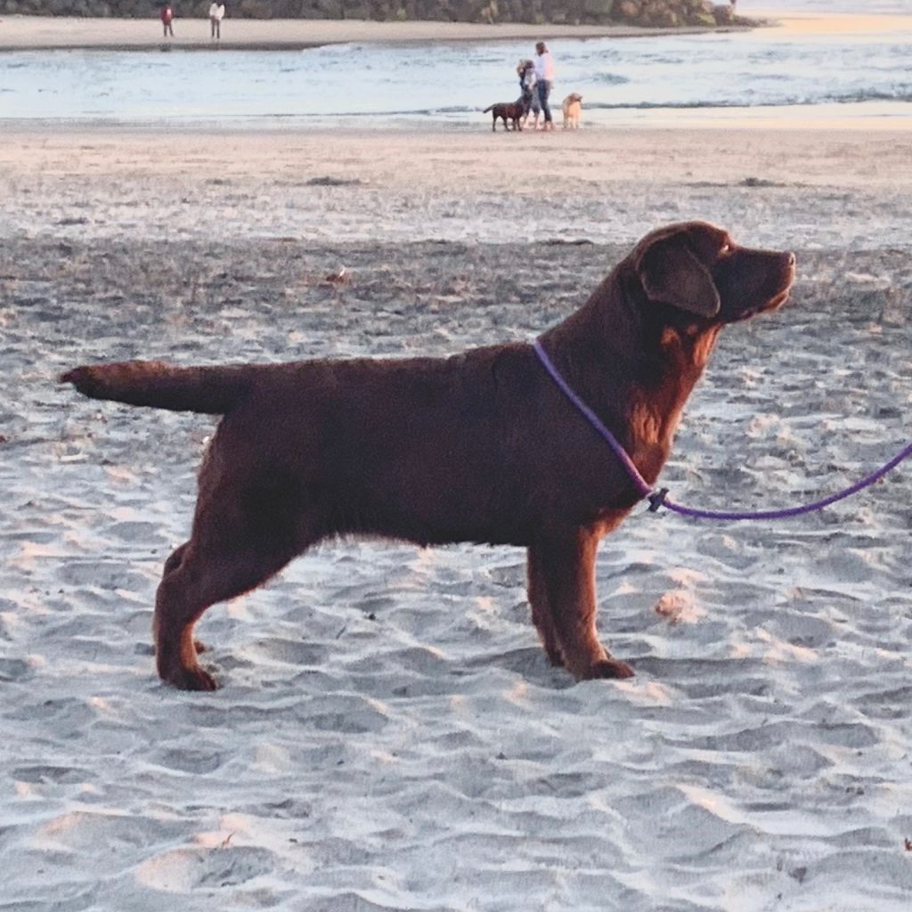 Skyfire's Meant To Be retired chocolate English Labrador