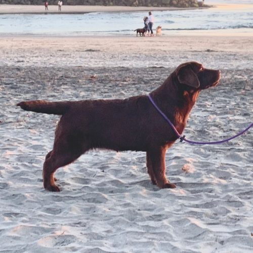 Skyfire's Meant To Be retired chocolate English Labrador