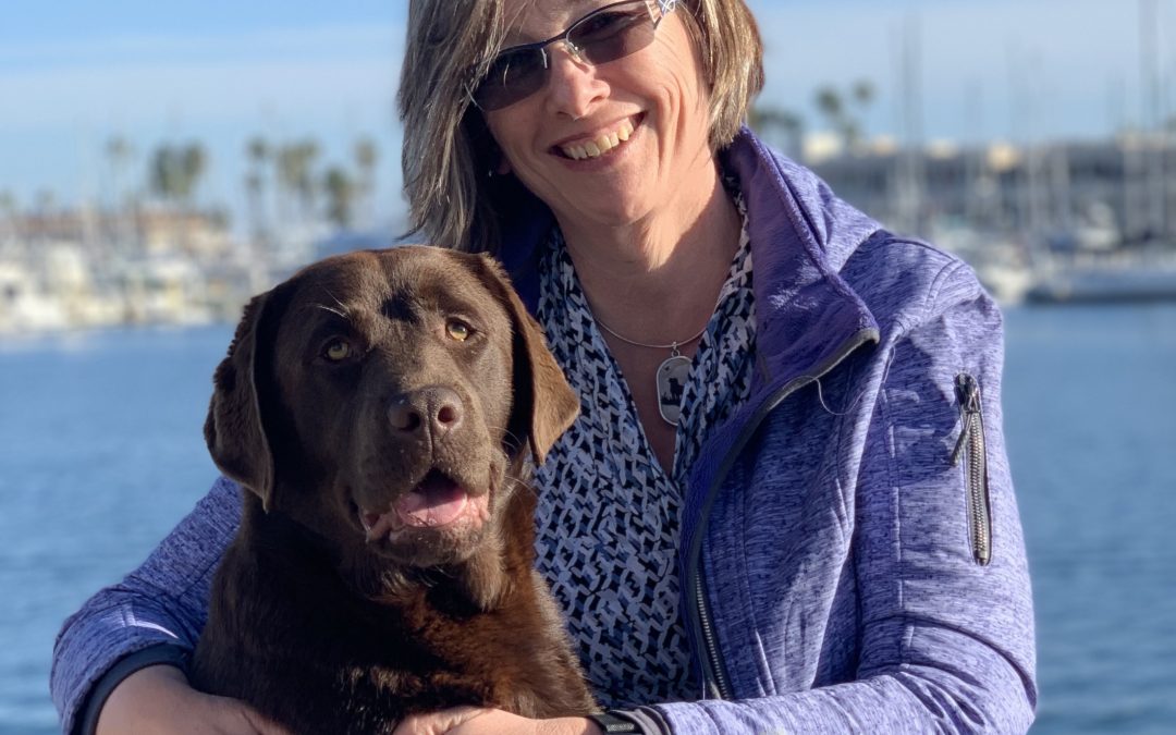 How to Choose a Labrador Breeder