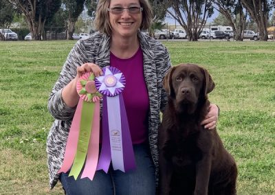 Skyfire's Meant to Be retired Chocolate English Labrador Retriever