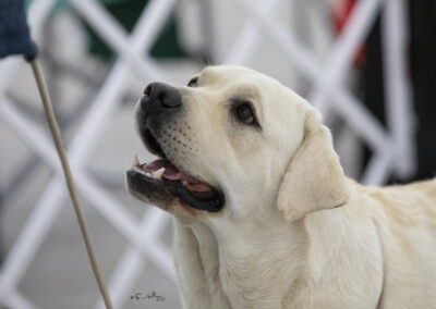 CH Skyfire You Had Me At Hello retired yellow English Labrador