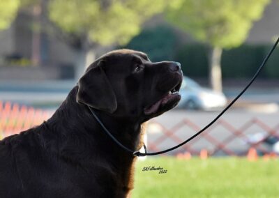 CH Skyfire Let's Get Ready To Rumble Retired chocolate English Labrador