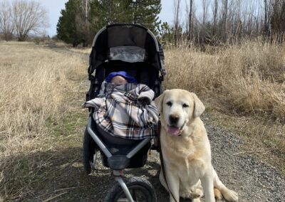 CH Somersun Skyfire Six Shooter for Livewire RN retired yellow male