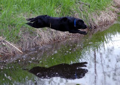 Skyfire Cyclone In the Dark retired black English Labrador