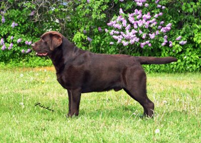 CH Skyfire's Oughta Be Haulin, retired chocolate English Labrador