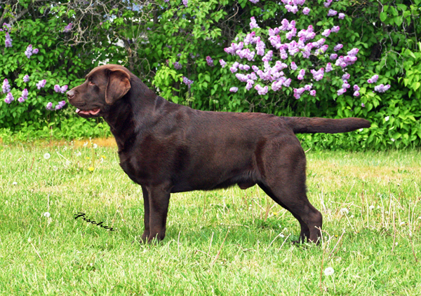CH Skyfire's Oughta Be Haulin, retired chocolate English Labrador