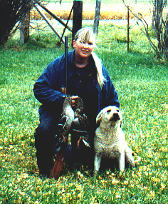 Skyfire's Cameo retired yellow English Labrador