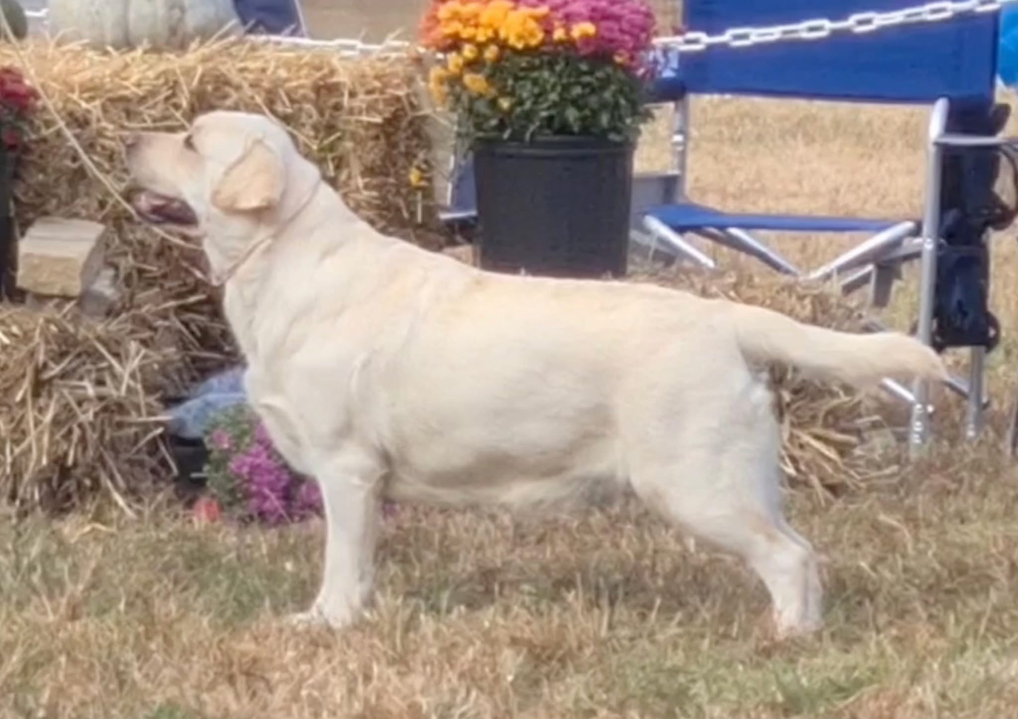 IMG_0576 Skyfire's Blonde Bombshell