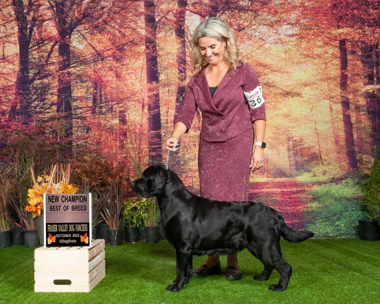 Orinoco Bella Mare retired black English Labrador