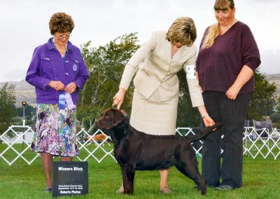 CH Skyfire Luv Me Tynder, retired chocolate English Labrador.