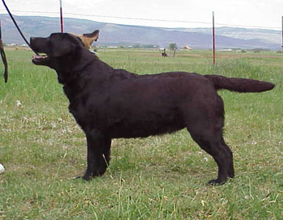 Skyfire On The Line retired black English Labrador