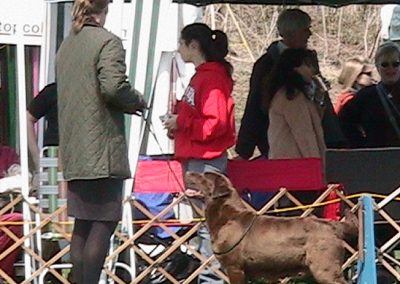 CH Nipntuck Too Much Fun retired chocolate English Labrador