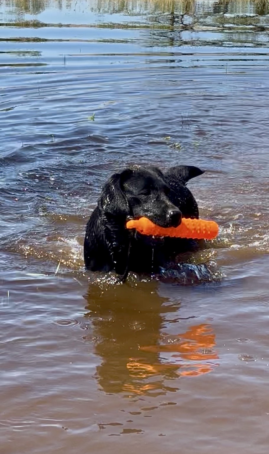 Charade retrieving bumper in water.