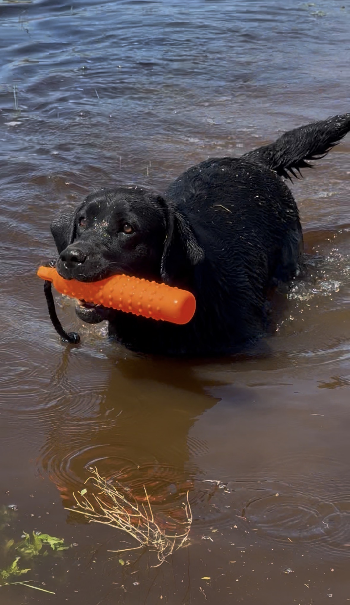 Charade retrieving bumper in water.